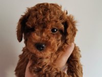 Red brown kore erkek ve dişi toy poodle yavrular