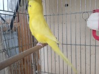 Kırmızı göz takım muhabbet kuşu