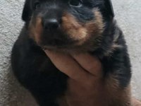 Rottweiler erkek ve dişi izmir