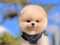 Safkan Pomeranian Boo Yavrularımız