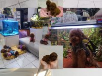 Kore Red Brown Safkan Toy Poodle Yavrular