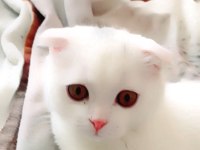 Kedi prens bal scottish fold