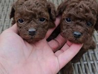 Teacup kore poodle yavruları