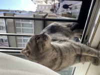 Scottish fold oğlumuza yuva arıyoruz