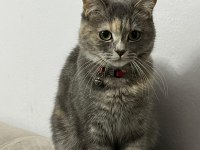Karmen british shorthair