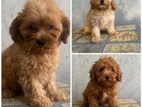 Poodle Kalite Maltipoo Yavrular
