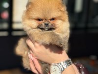 Pomeranian boo teddy face dişi erkek yavrularımız