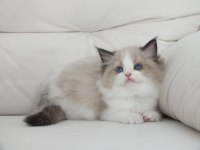Full şecereli ragdoll yavruları