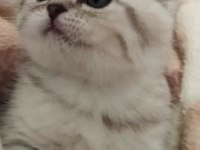 Silver Tabby Scottish Fold
