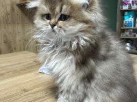 Ücretli british golden longhair erkek yavru