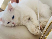 British longhair oğlumuz yeni evini bekliyor