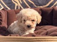 Süper teacup maltipoo kore