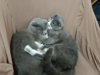 Ücretsiz scottish fold