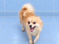 Yeni yuvasına gitmeye hazır pomeranian