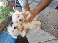 Maltese terrier köpekleri