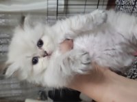 British longhair taneleri yeni yuvasını bekliyor