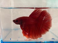 Premium Betta Balıkları