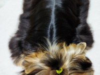 Mini erkek yavru yorkshire terrier