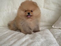 Mükemmel Ayıcık Surat Boo Pomeranian