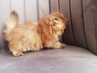 Golden bristih longhair