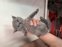 British Shorthair 2 Aylık Kedimiz
