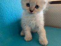 minik british shorthair yavrulara yeni yuva