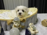 A şecereli babadan maltese yavrular