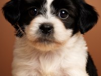 TOMBİK BAMBİK YENİ YUVA ARAYIŞINDA DİŞİ 8 AYLIK SHİH TZU