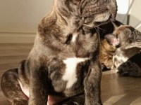 Briendli bebeğimiz french bulldog