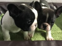 FRENCH BULLDOG YAVRULARI