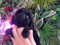 Hareketli dişi toy poodle siyah