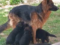 SAFKAN ALMAN KURDU IRK VE SAĞLIK GARANTİLİ