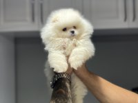 Pomeranian boo kar beyazı 2 aylık