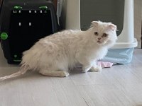 Sevimli uysal kedi