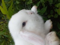 Mini lop tavşan yavruları