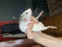 Husky Dumbo Rat (Husky Dumbo Sıçanı)