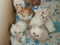 50 günlük exotic shorthair yavrular