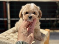 Petmode köpek çiftliğinde ziyarete açık kore maltipoo