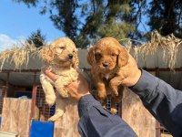 Muhteşem kalitede toy poodle yavrularımız