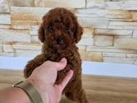 Toy Poodle Aşılı Mikroçipli Pasaportlu Miniklerimiz