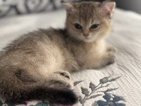 NY11 dişi iki aylık eğitimleri tam british shorthair