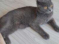 British shorthair 1,5 yaşında