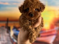 Toy poodle yavrularımız