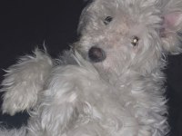 Terrier 1 yaşında eğitimli