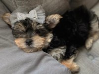 Çok sosyal sevecen yorkshire terrier yavrular