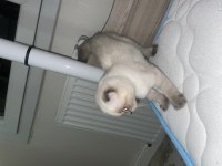Scottish fold 4 aylık yavrumuz