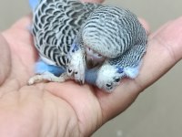 Jumbo erkek muhabbet kuşu bebek
