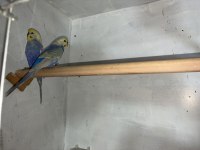 Rainbow muhabbet kuşu çifti