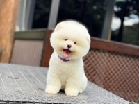 A Kalite Pomeranian Boo