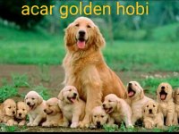 35 günlük macar golden retriever bebekler